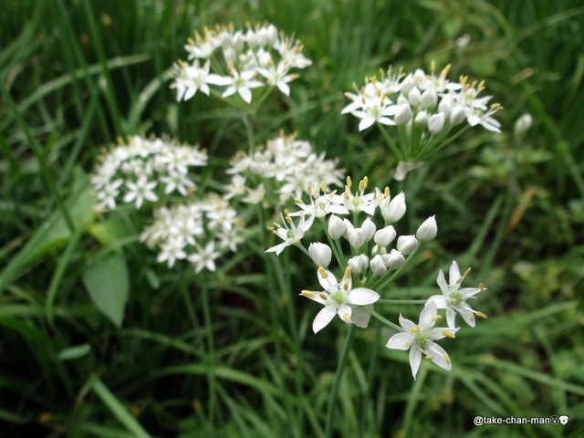 庭で韮 ニラ の花が咲いています れお君と庭の花 Fromたけちゃんマン