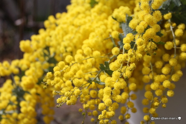 風が強い日のれお君の散歩と黄色の花 れお君と庭の花 Fromたけちゃんマン 風が強い日のれお君の散歩と黄色の花 れお君と庭の花 Fromたけちゃんマン