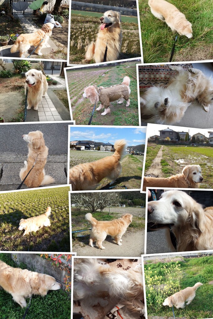 20160330DSCF3056-COLLAGE