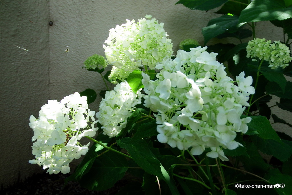 庭のアナベルが咲いています れお君と庭の花 Fromたけちゃんマン 庭のアナベルが咲いています れお君と庭の花 Fromたけちゃんマン