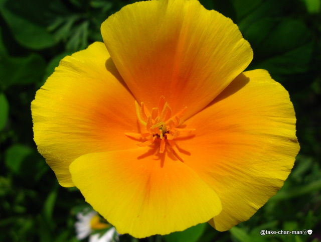 年賀状用の花写真です れお君と庭の花 Fromたけちゃんマン