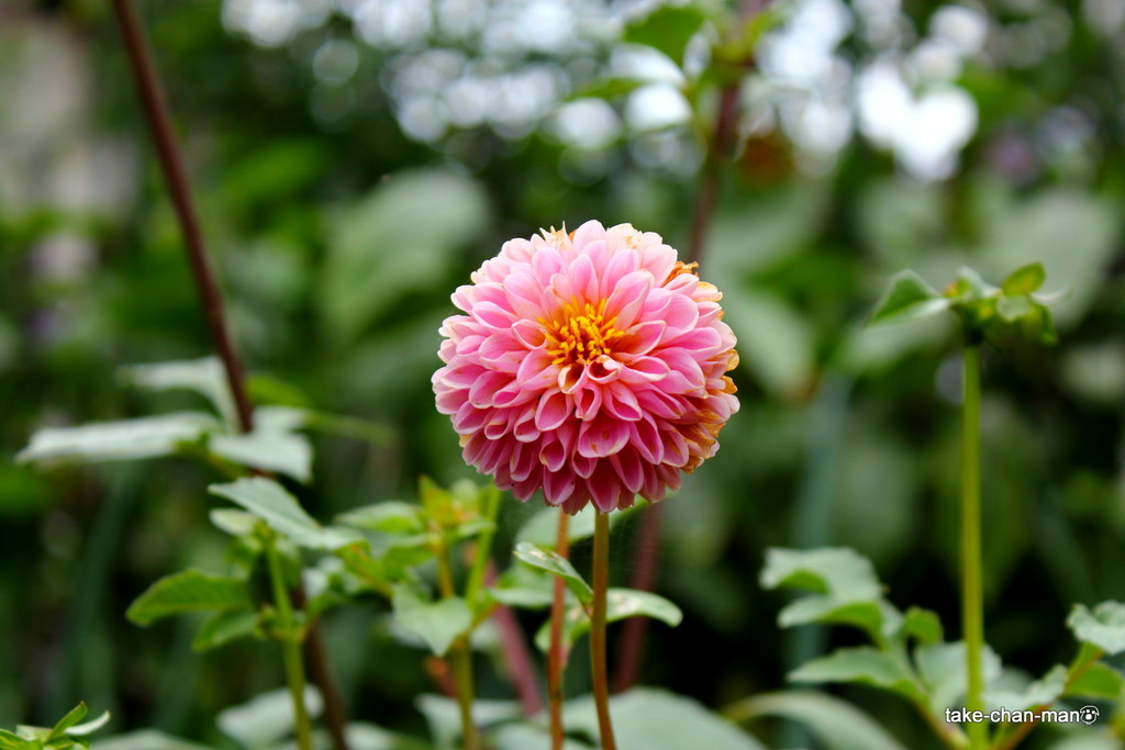 庭で種から育てたダリアが色とりどりで咲いています れお君と庭の花 Fromたけちゃんマン 庭で種から育てたダリアが色とりどりで咲いています れお君と庭の花 Fromたけちゃんマン