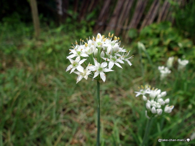 庭で韮 ニラ の花が咲いています れお君と庭の花 Fromたけちゃんマン