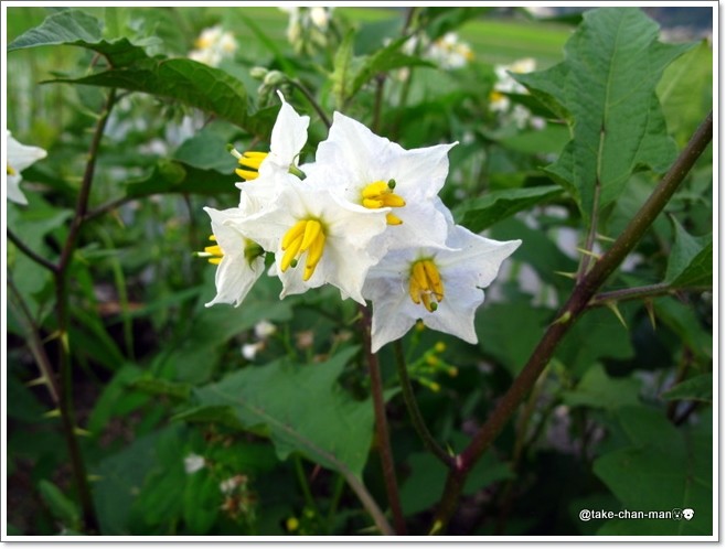 悪茄子 わるなすび が咲きました れお君と庭の花 Fromたけちゃんマン