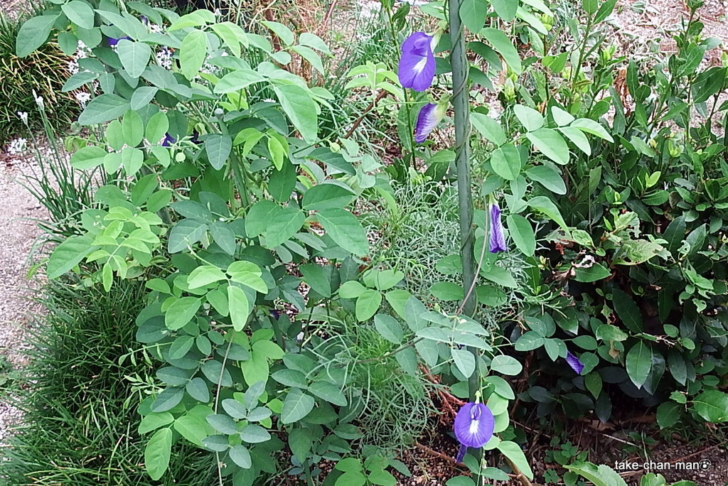 なんとなくエッチな姿の蝶豆 クリトリア が咲いています れお君と庭の花 Fromたけちゃんマン