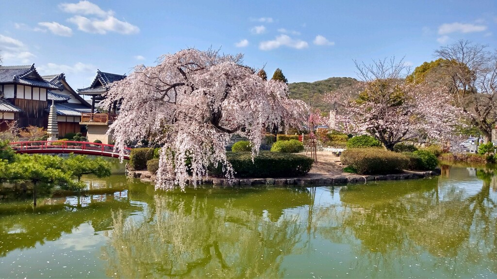 吉備津神社の桜です れお君と庭の花 Fromたけちゃんマン