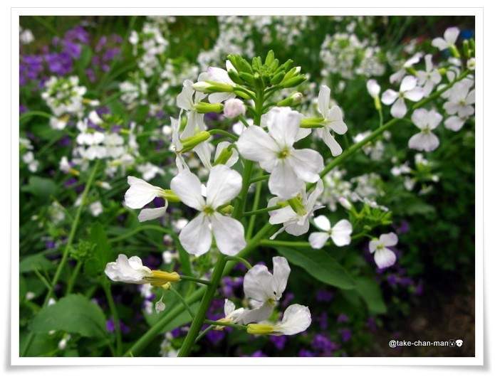 庭の畑の大根 すずしろ の花 れお君と庭の花 Fromたけちゃんマン