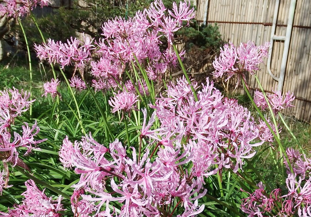 真冬に咲く花ネリネが咲いています れお君と庭の花 Fromたけちゃんマン