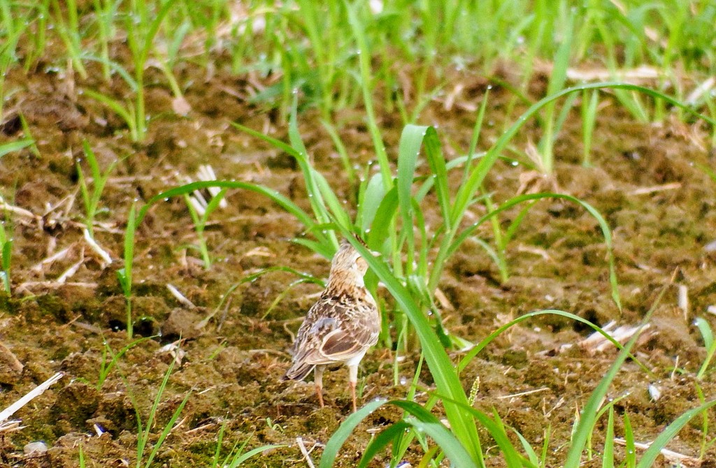 ひばり