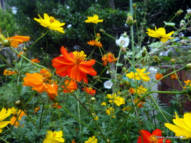 庭でキバナコスモスが咲いています れお君と庭の花 Fromたけちゃんマン