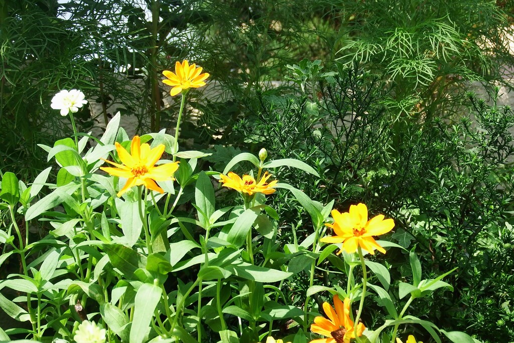DSCF0861