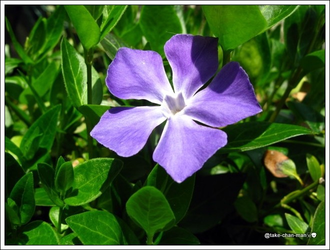 蔓日日草 つるにちにちそう の花 れお君と庭の花 Fromたけちゃんマン 蔓日日草 つるにちにちそう の花 れお君と庭の花 Fromたけちゃんマン