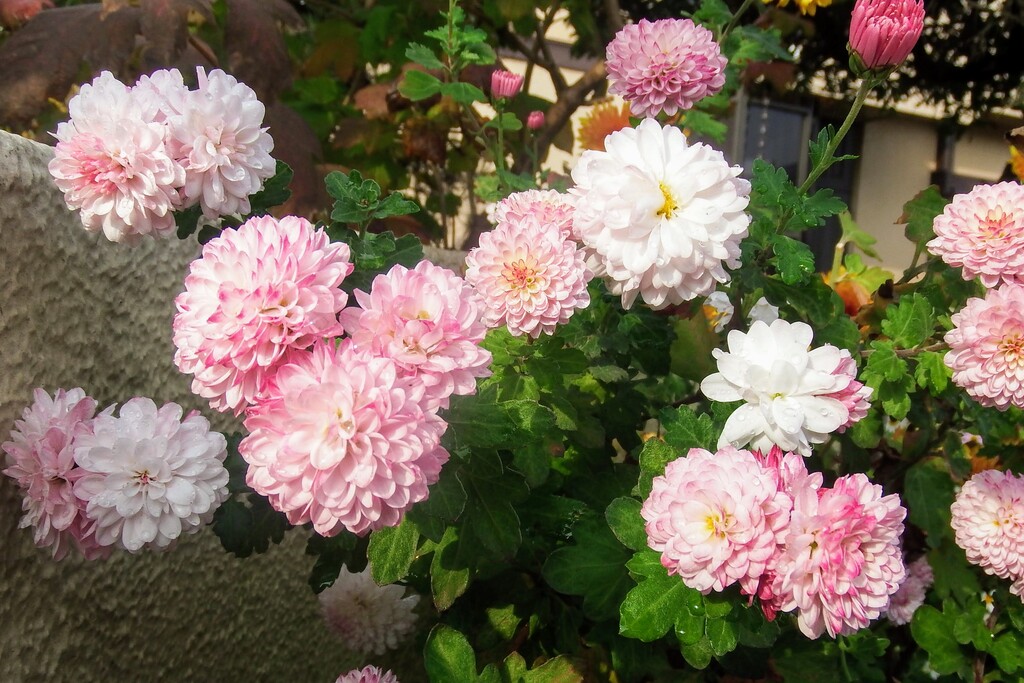 DSCF2170