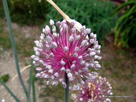 にんにくの花 れお君と庭の花 Fromたけちゃんマン
