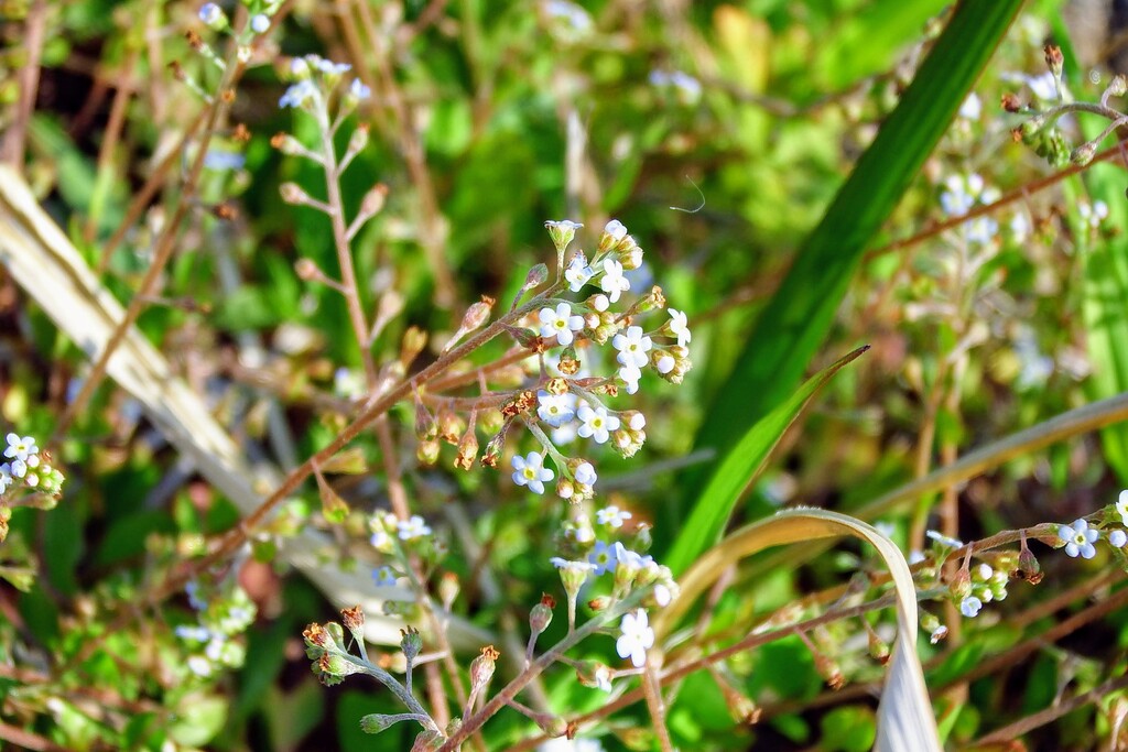 DSCF8738