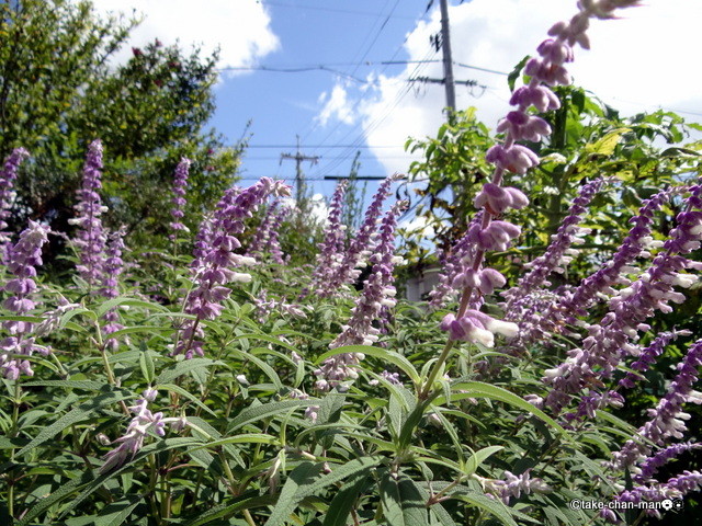 庭でアメジストセージが咲いています れお君と庭の花 Fromたけちゃんマン