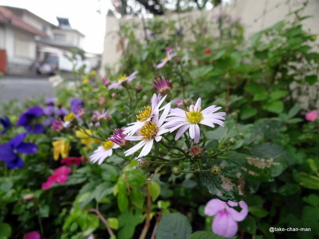 秋花壇の秋咲都忘れの花です れお君と庭の花 Fromたけちゃんマン