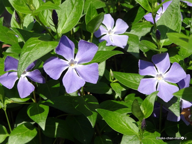 庭の蔓日々草 つるにちにちそう の花です れお君と庭の花 Fromたけちゃんマン