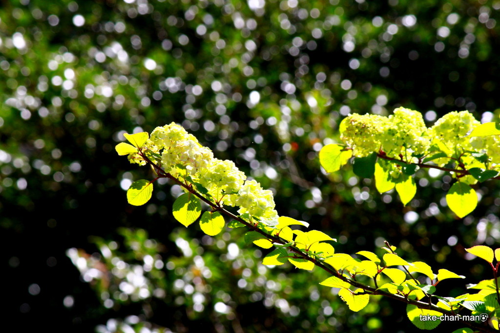 小手毬と大手毬と西洋手毬カンボク ビバーナム スノーボール が咲いています れお君と庭の花 Fromたけちゃんマン