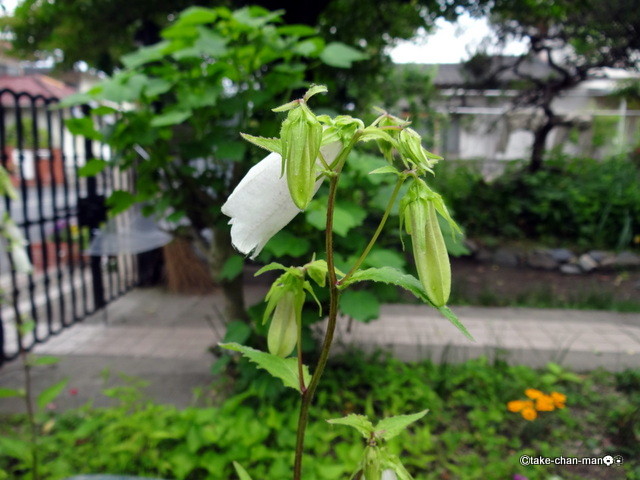 庭の蛍袋 ホタルブクロ が咲いています れお君と庭の花 Fromたけちゃんマン