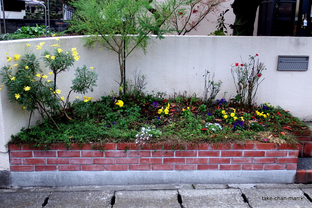 れお君宅の冬花壇と季節外れのゼフィランサス グランディフローラの開花 れお君と庭の花 Fromたけちゃんマン