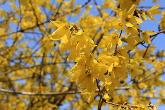 連翹 れんぎょう が咲いていました れお君と庭の花 Fromたけちゃんマン