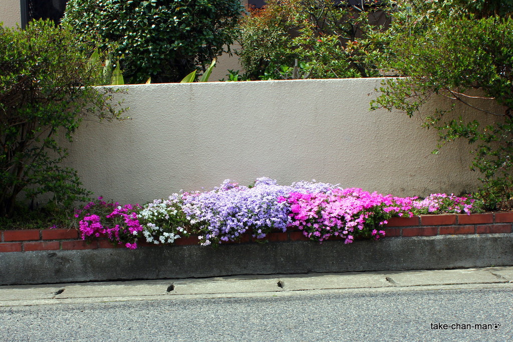 パピヨンのお友達ハッピー君と玄関前花壇の芝桜です れお君と庭の花 Fromたけちゃんマン パピヨンのお友達ハッピー君と玄関前花壇の芝桜です れお君と庭の花 Fromたけちゃんマン