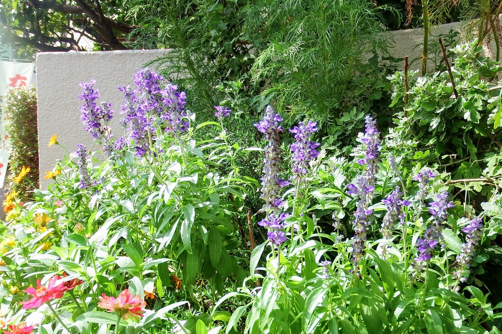 玄関前花壇のブルーサルビアの花です れお君と庭の花 Fromたけちゃんマン