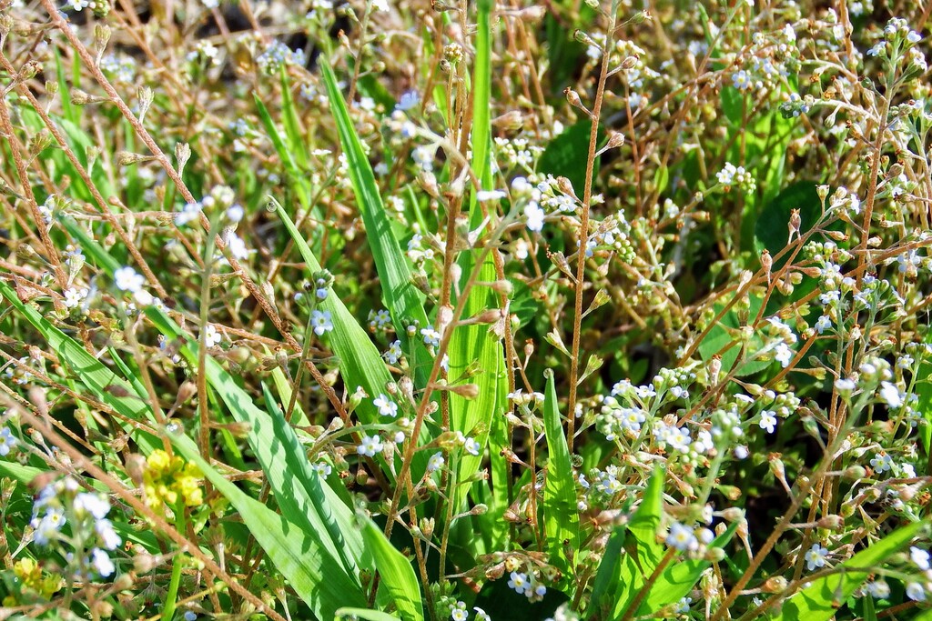 DSCF8736