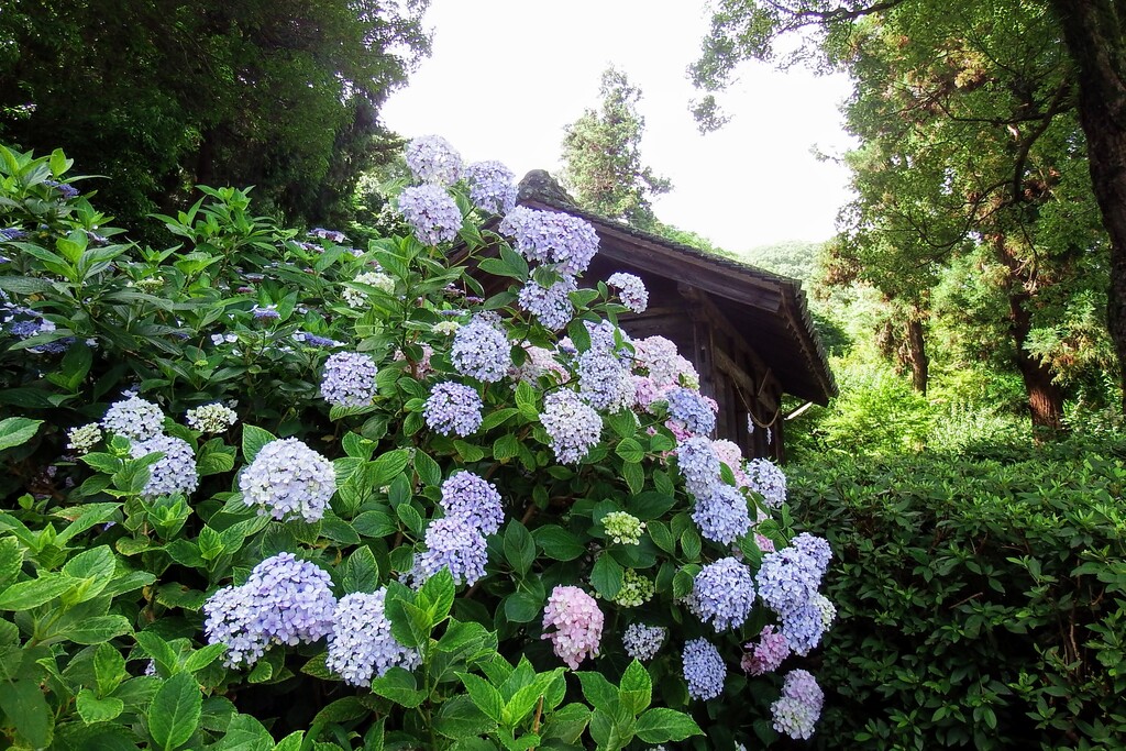 吉備津神社の紫陽花です れお君と庭の花 Fromたけちゃんマン 吉備津神社の紫陽花です れお君と庭の花 Fromたけちゃんマン