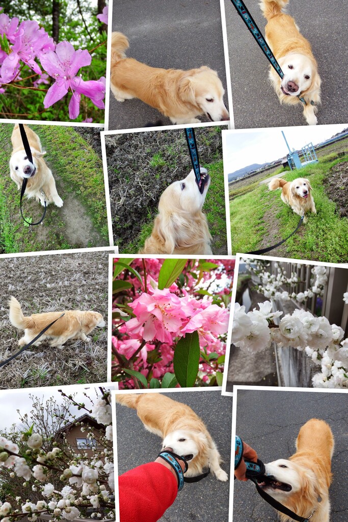 20150407DSCF7854-COLLAGE