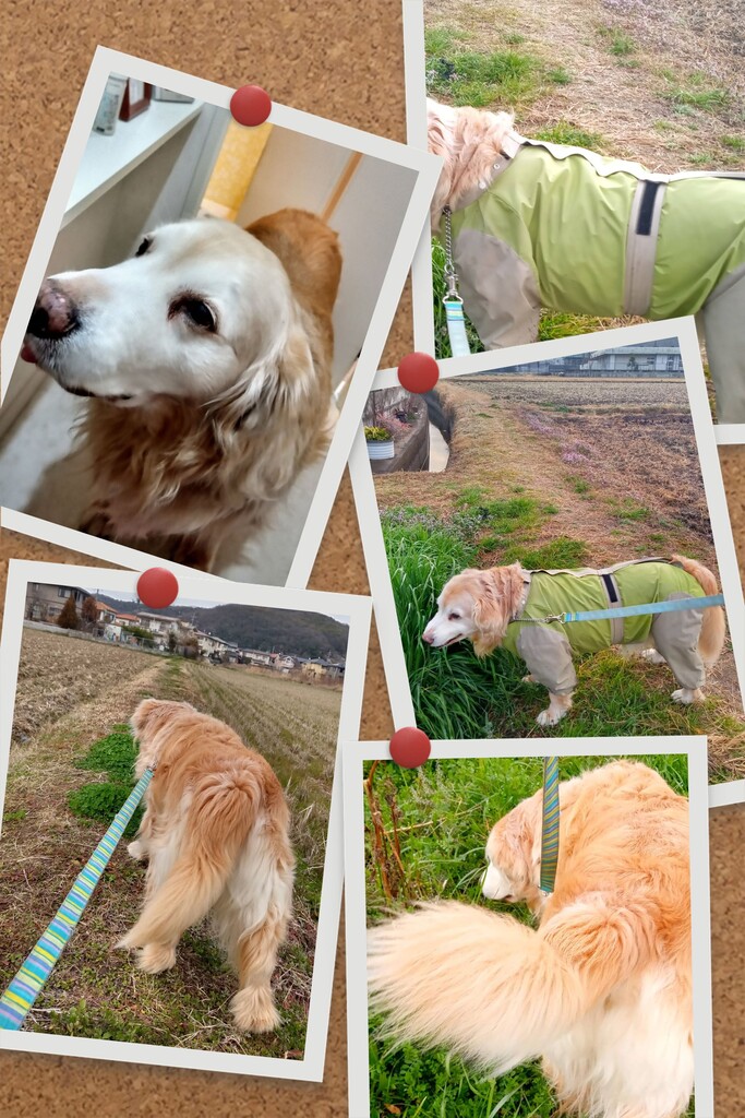 20200301KIMG1198-COLLAGE