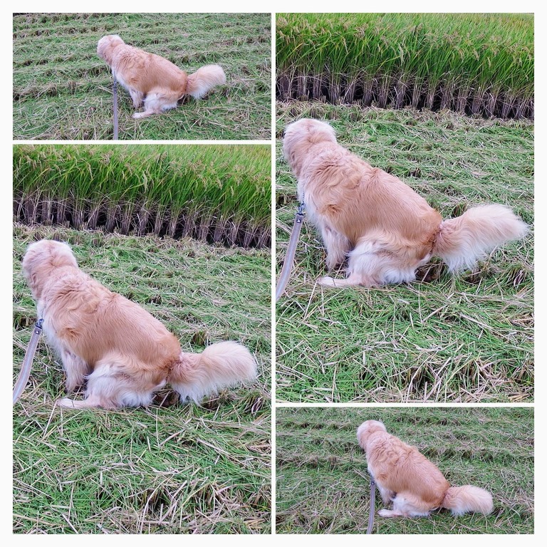 DSCF4485-COLLAGE