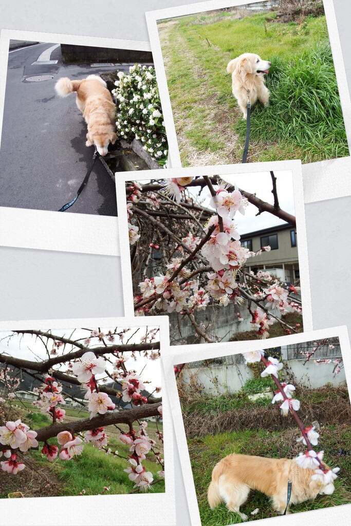 21060310DSCF3267-COLLAGE