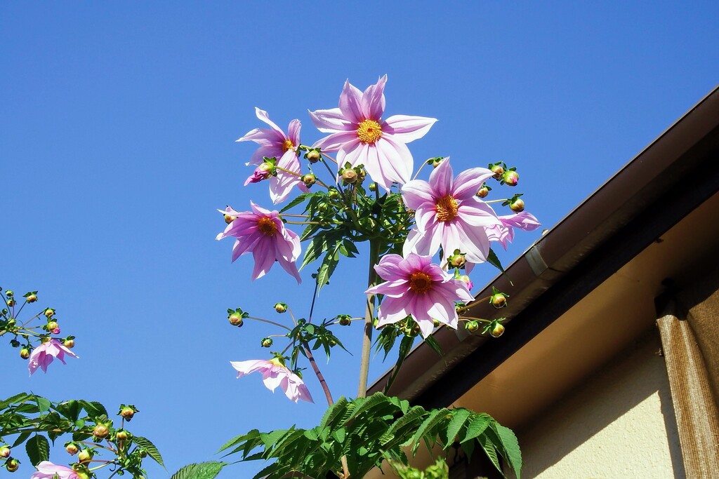 DSCF2066 (1)