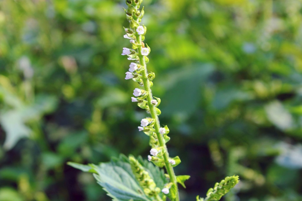 庭の家庭菜園で紫蘇 大葉 の花が咲いています れお君のサラダバー れお君と庭の花 Fromたけちゃんマン