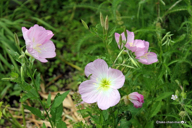 庭の昼咲月見草が咲いています れお君と庭の花 Fromたけちゃんマン