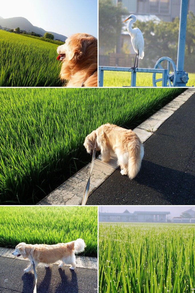 20170818DSCF8686-COLLAGE