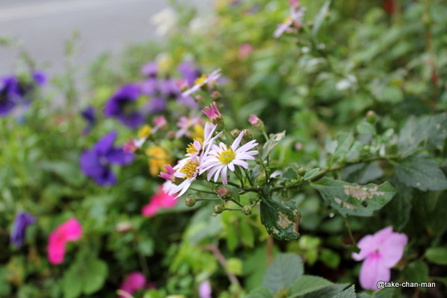 秋花壇の秋咲都忘れの花です れお君と庭の花 Fromたけちゃんマン