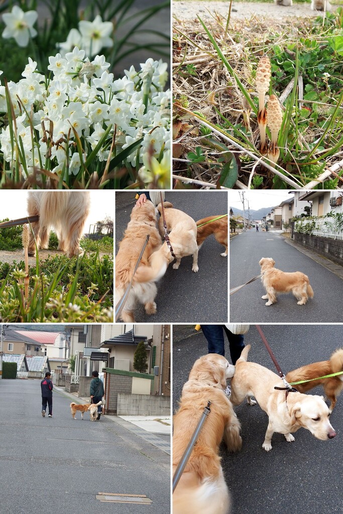 20170330DSCF1896-COLLAGE