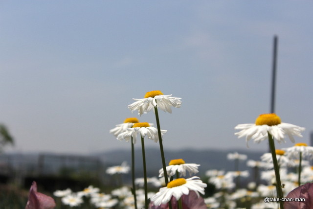 シャスターデージーが咲いていました れお君と庭の花 Fromたけちゃんマン シャスターデージーが咲いていました れお君と庭の花 Fromたけちゃんマン
