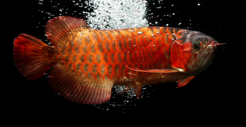 アロワナ住宅 の家づくり理念 家を建てるならアロワナ住宅