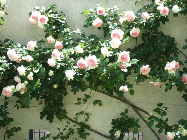 薔薇 ルージュ ピエール ド ロンサール 花とわが子と神様と