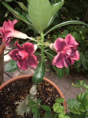砂漠の薔薇 アデニウム 花とわが子と神様と