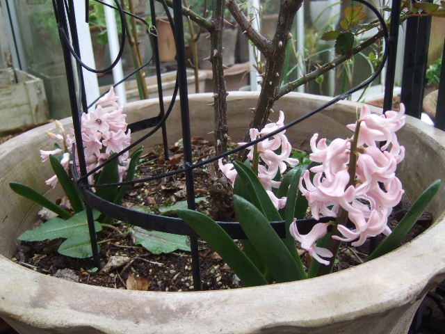 褪めたピンクのヒヤシンス 花とわが子と神様と