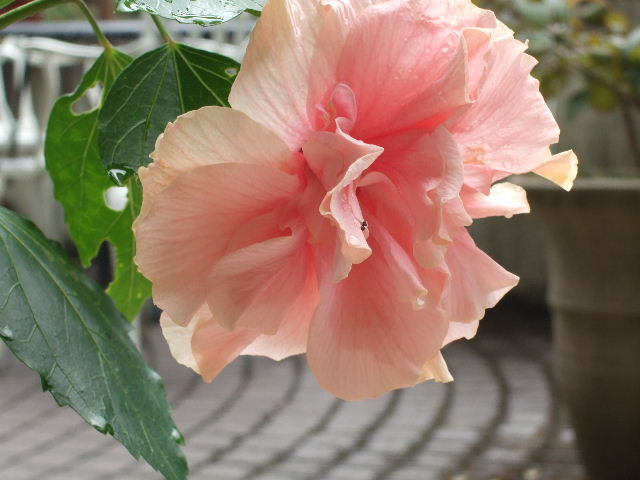 アプリコットカラーの庭の花々 花とわが子と神様と アプリコットカラーの庭の花々 花とわが子と神様と
