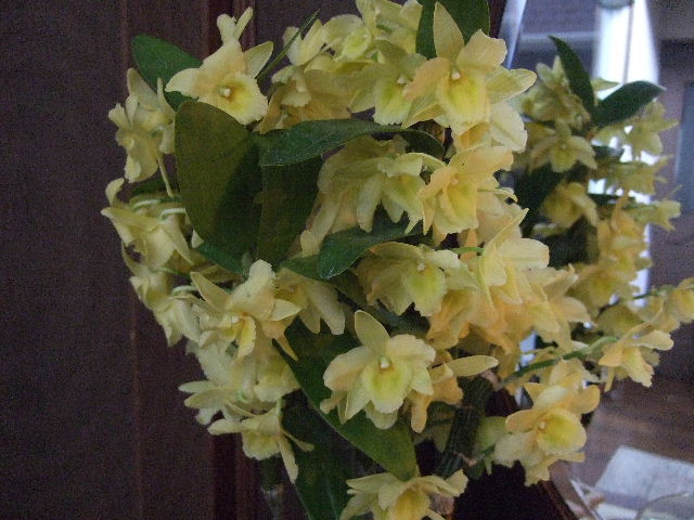 デンドロビューム キャンディー 花とわが子と神様と