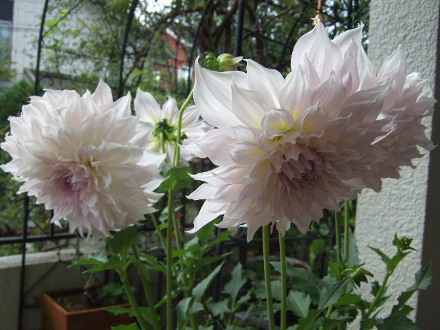 ダリア 銀映 花とわが子と神様と
