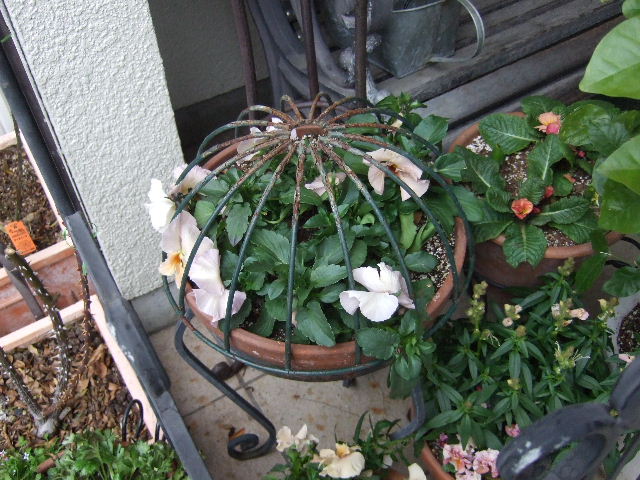 ヒヨドリ対策 花とわが子と神様と