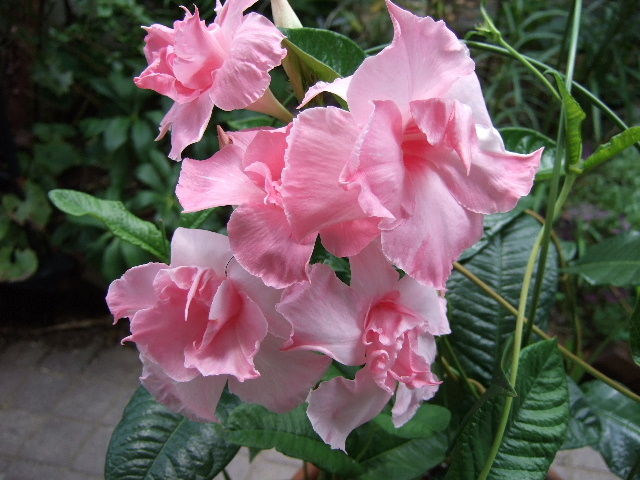 マンデビラ 花とわが子と神様と